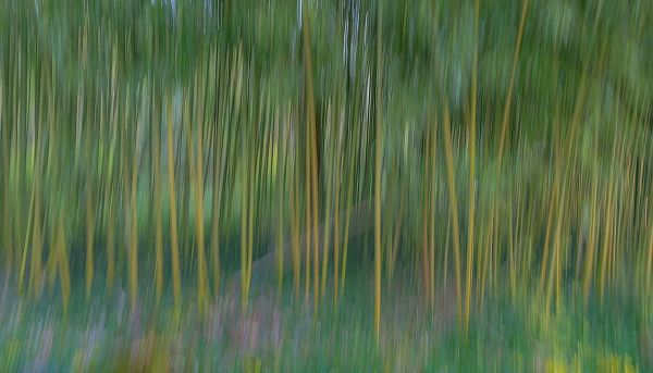 France-Giverny Abstract of bamboo forest in Monets Garden